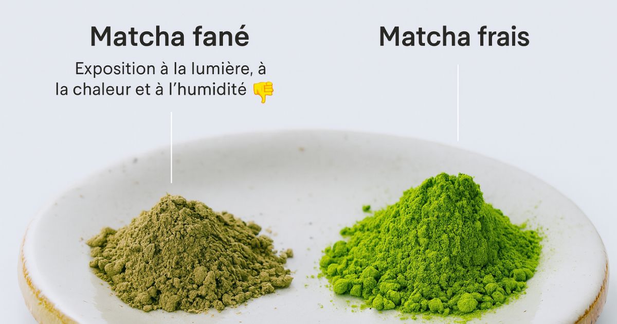 Comment conserver le matcha ? Astuces pour préserver sa fraîcheur et ses arômes