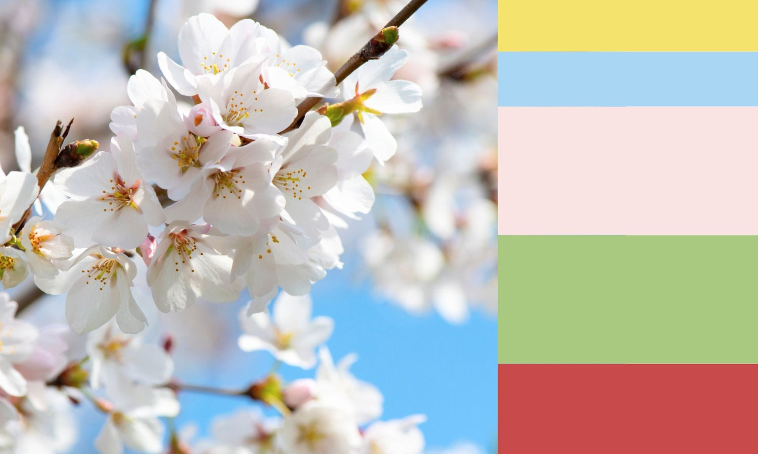 Les couleurs japonaises du printemps : palette traditionnelle et signification