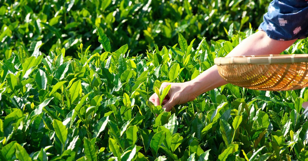 Comment choisir et savourer le véritable thé vert japonais en France : guide du sencha et du matcha