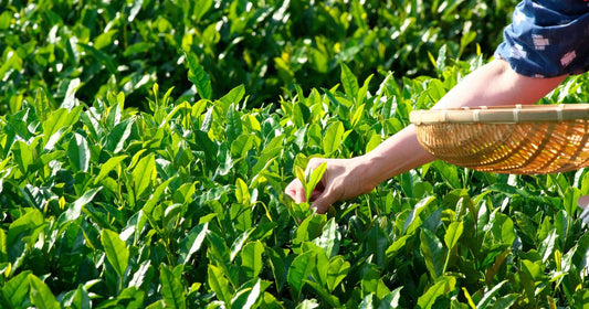 Comment choisir et savourer le véritable thé vert japonais en France : guide du sencha et du matcha
