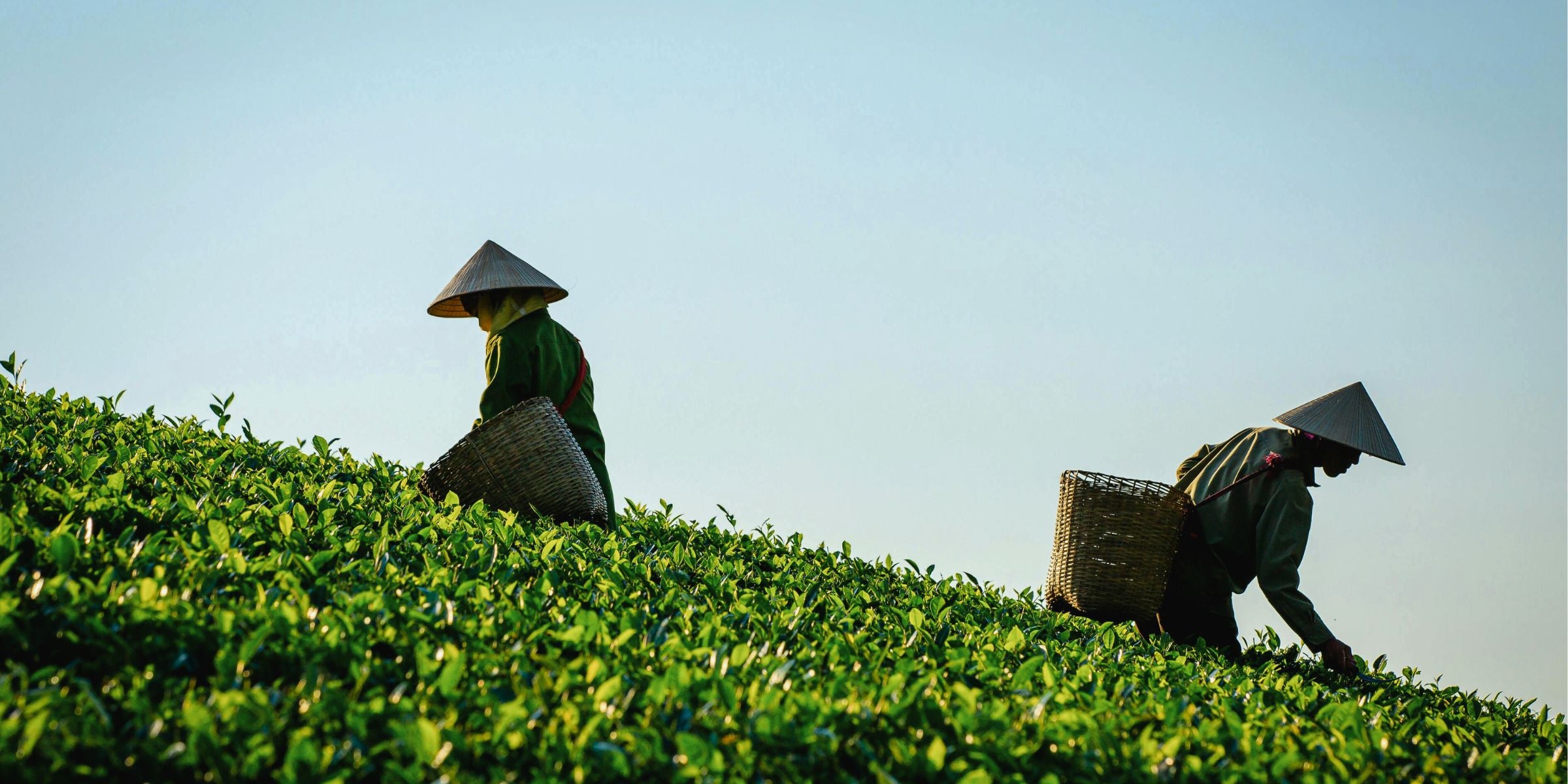 Récolte de thé vert japonais par des producteurs dans une plantation de thé au Japon.